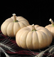 Autumn Crown Pumpkin